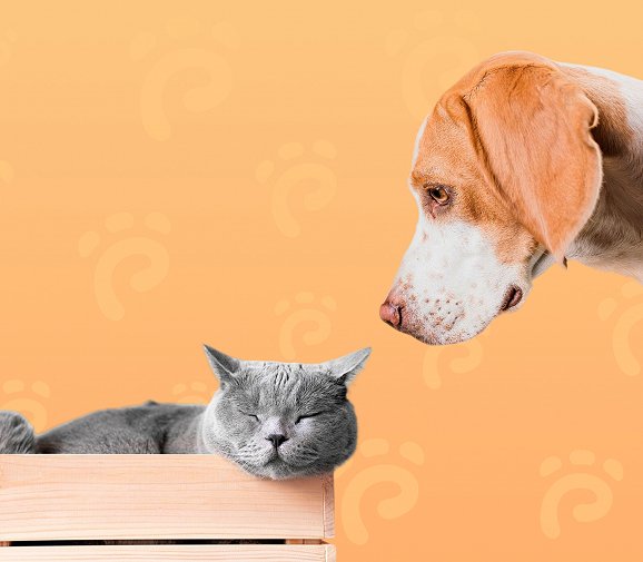 Consulta veterinária PATA