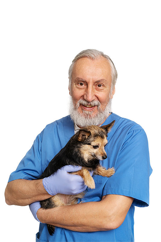 Veterinário profissional